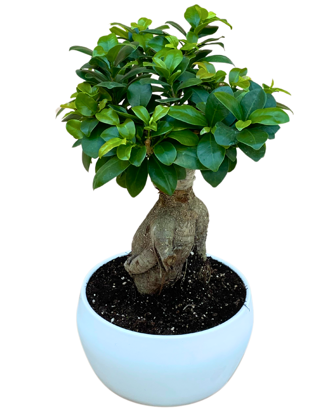 Ficus Ginseng Bonsai