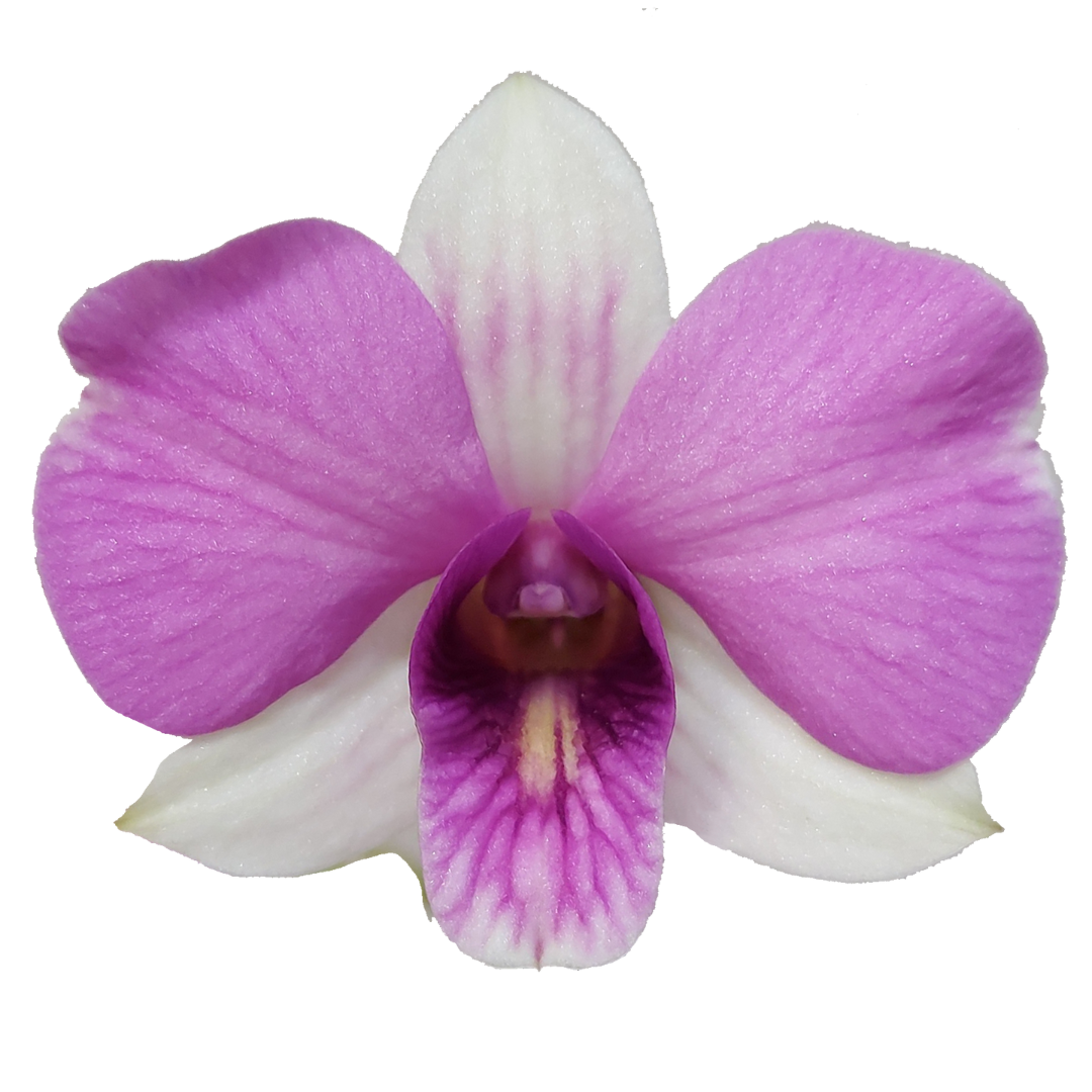 Dendrobium Phalaenopsis