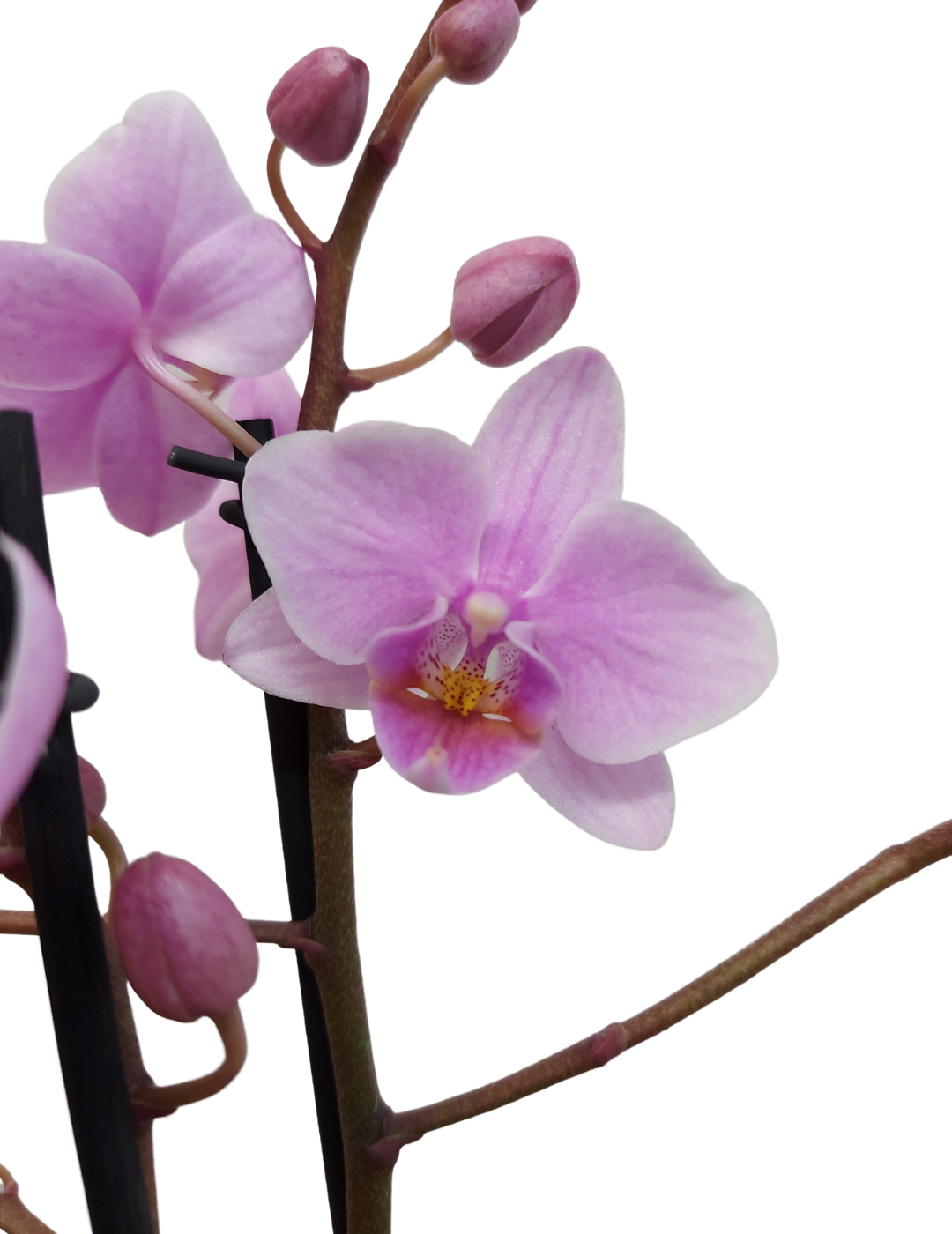 Phalaenopsis &quot;Mazzo di Fiori&quot; Rosanna Ø12
