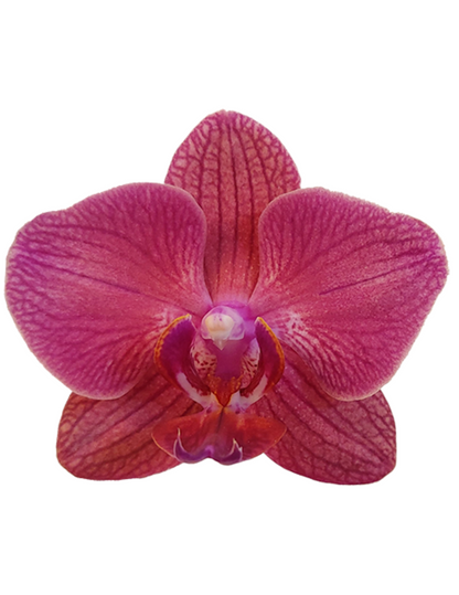 Phalaenopsis Mai Tai  Ø12