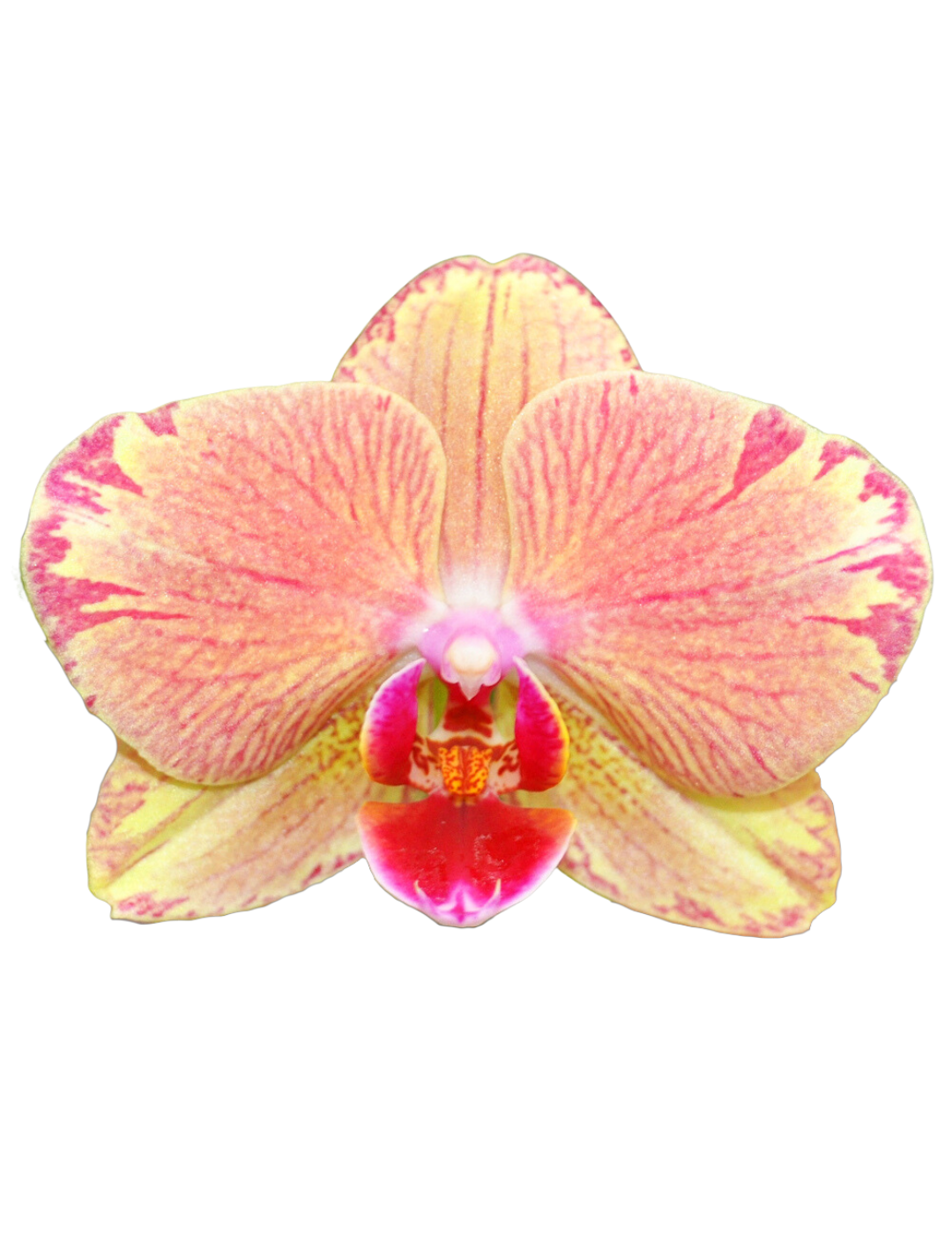 Phalaenopsis Alice Ø12