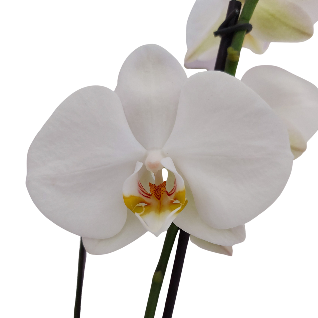 Phalaenopsis Camilla Ø12