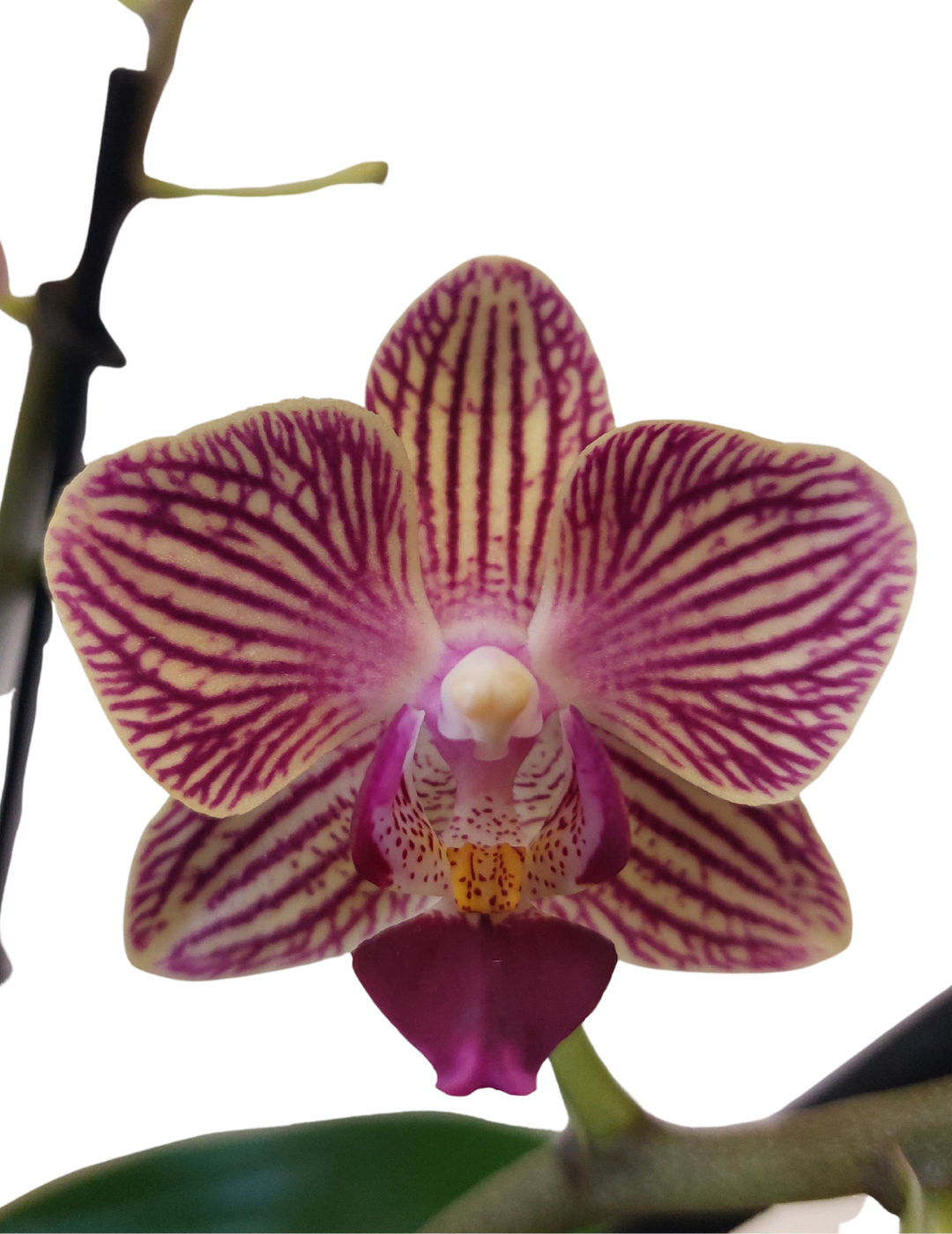 Phalaenopsis Selina Ø9