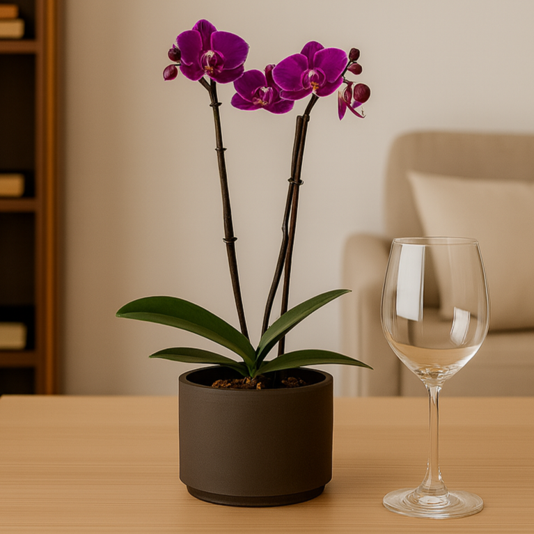 Phalaenopsis Friday Flirt Ø9