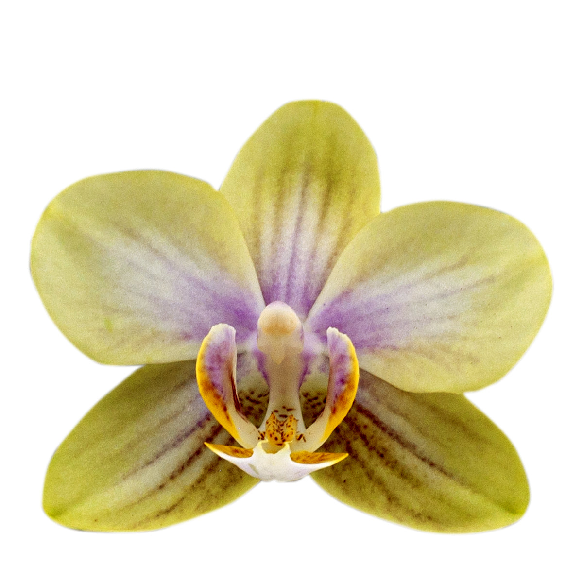 Phalaenopsis Gloria Ø12