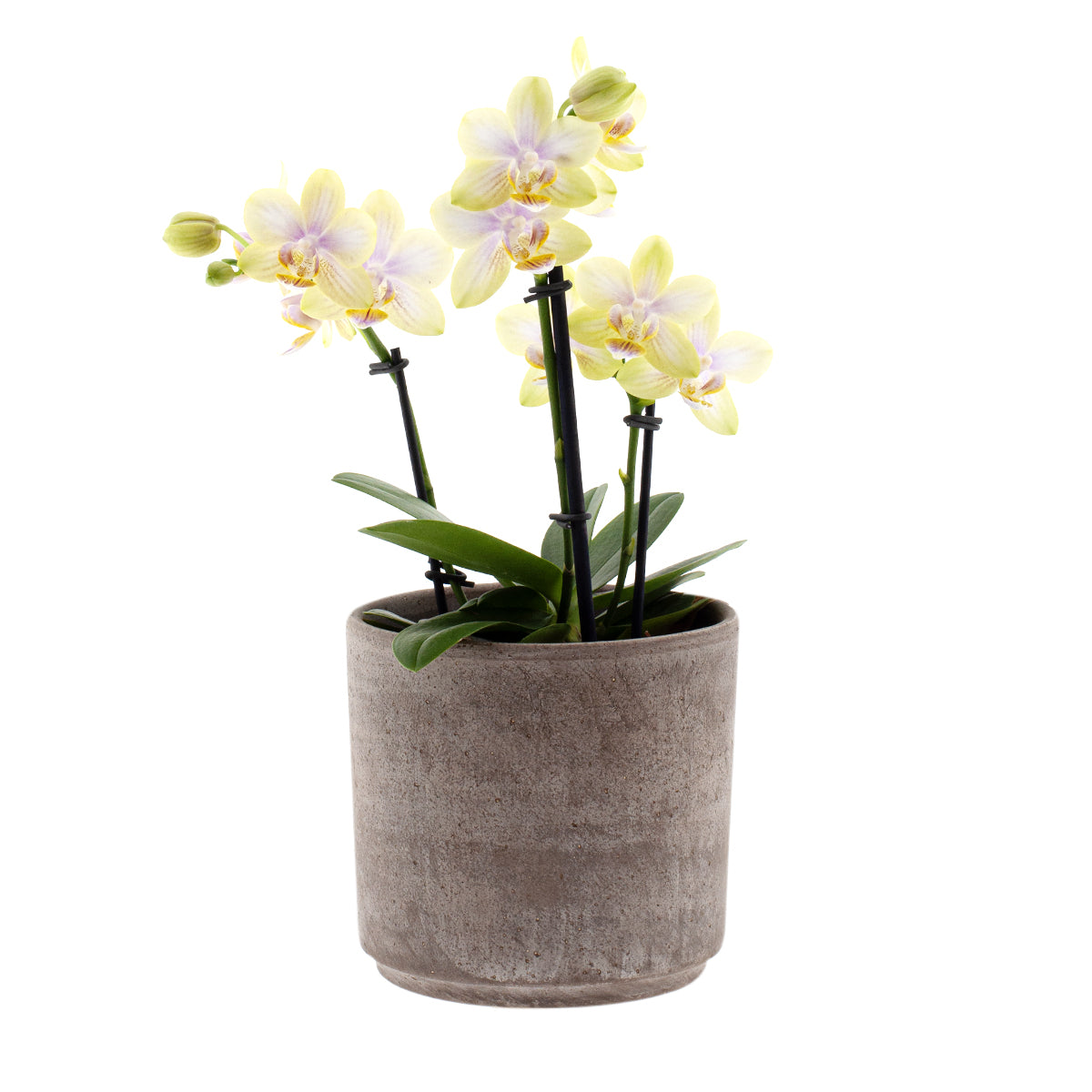 Phalaenopsis Gloria Ø12