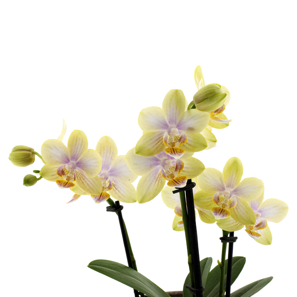 Phalaenopsis Gloria Ø12