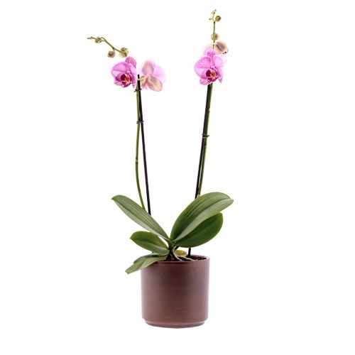 Phalaenopsis Gallery Play Ø12