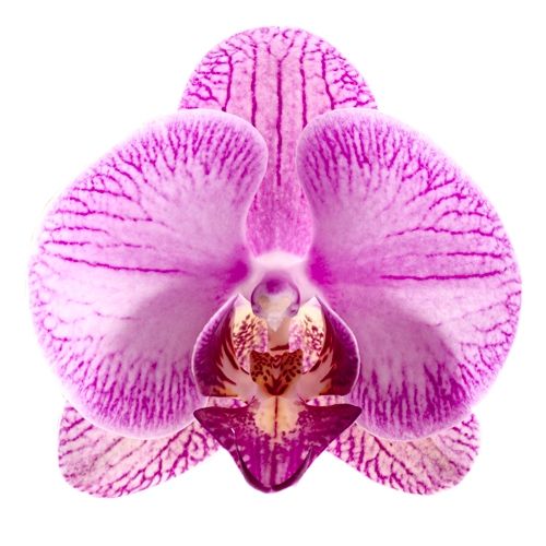 Phalaenopsis Gallery Play Ø12