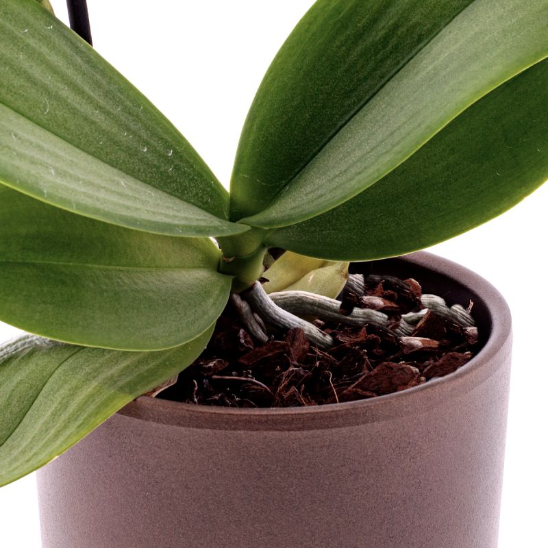Phalaenopsis Gallery Play Ø12
