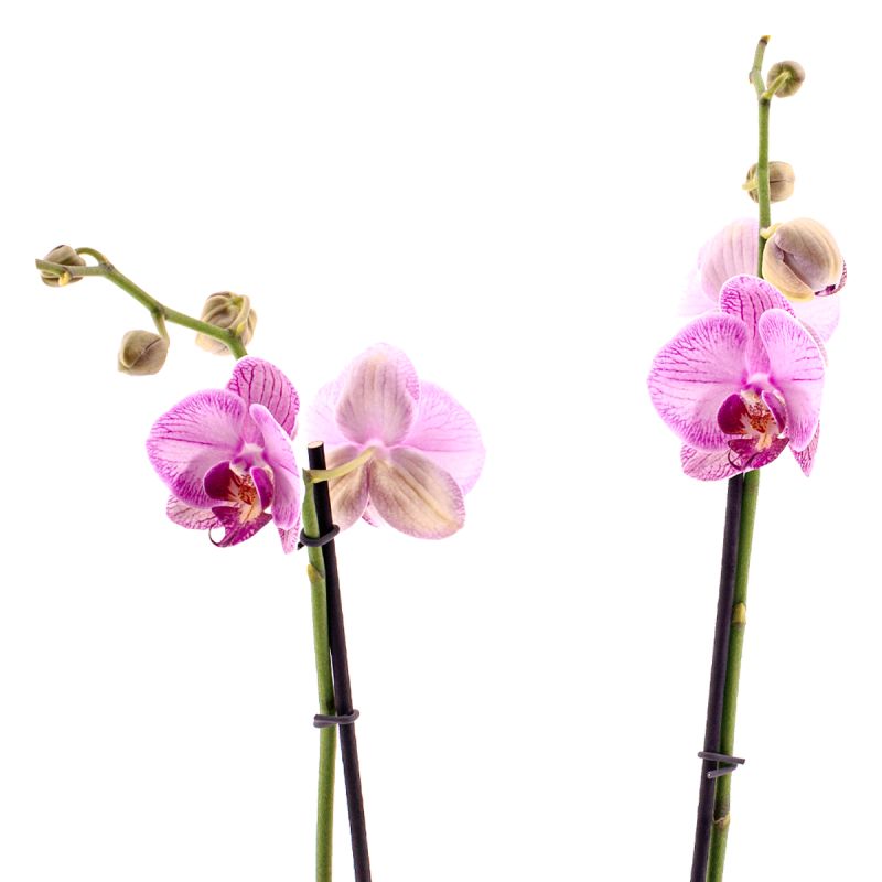 Phalaenopsis Gallery Play Ø12