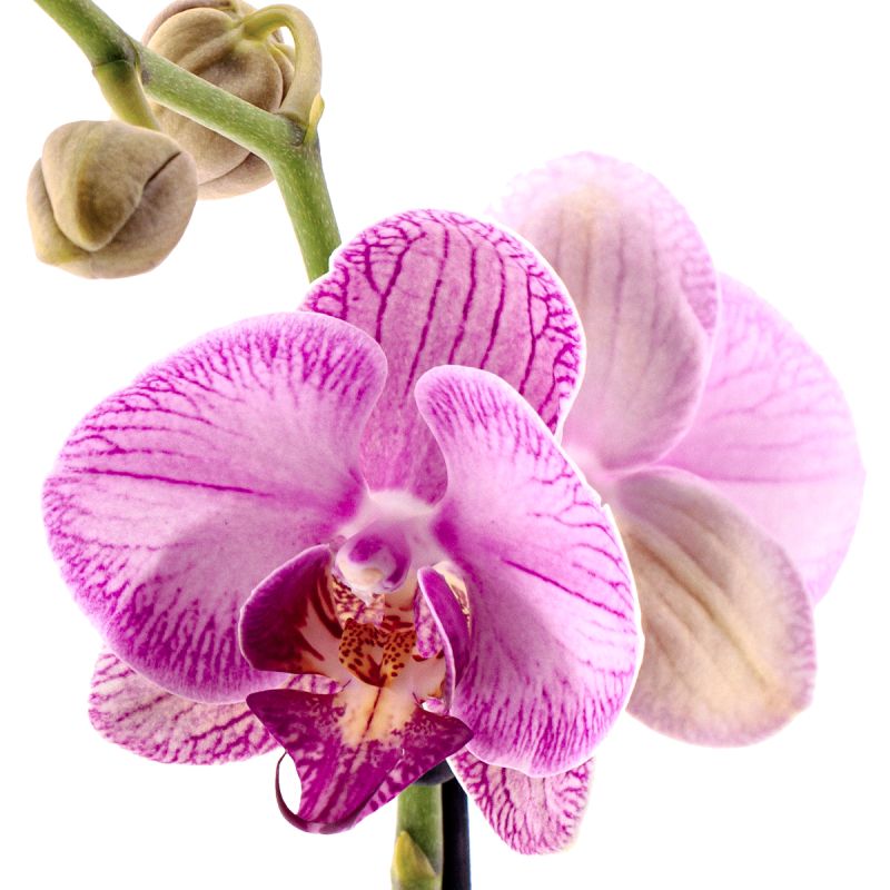 Phalaenopsis Gallery Play Ø12
