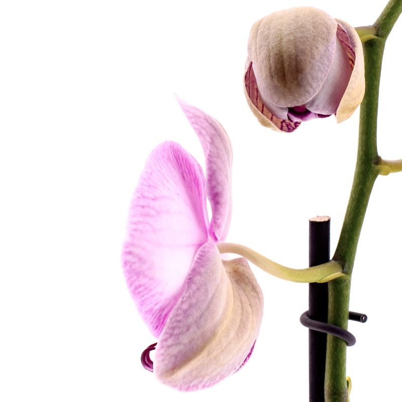 Phalaenopsis Gallery Play Ø12