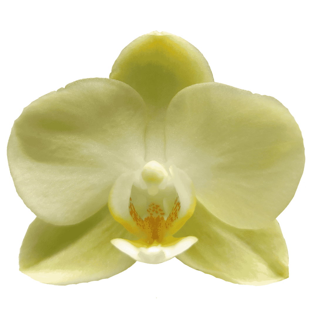 Phalaenopsis Golden Story Ø9