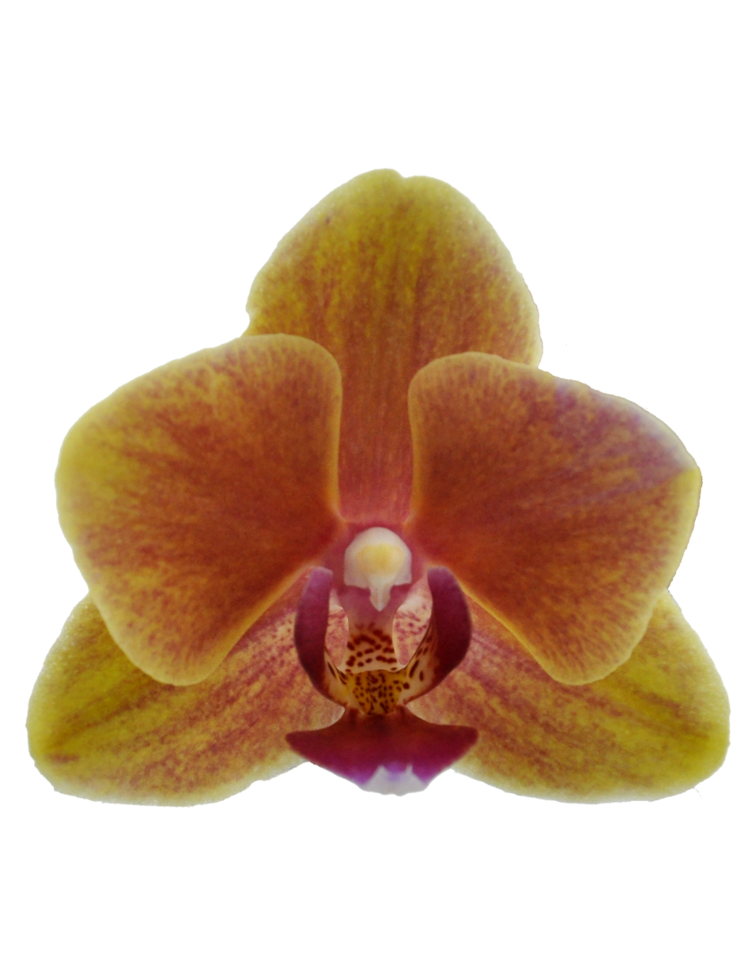 Phalaenopsis Grazia Ø12
