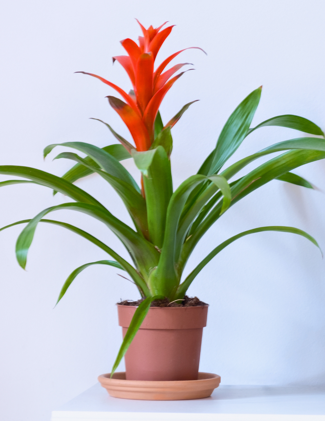 Guzmania Allura Rostara (Rossa) – Flogheter
