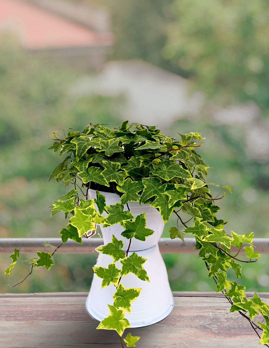 KENTIS - Edera Vera Variegata - Piante Rampicanti Vere da Esterno - Hedera  Helix - Vaso Ø 19 cm : : Giardino e giardinaggio