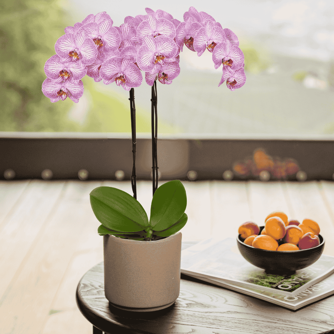 Phalaenopsis Krakow Ø12