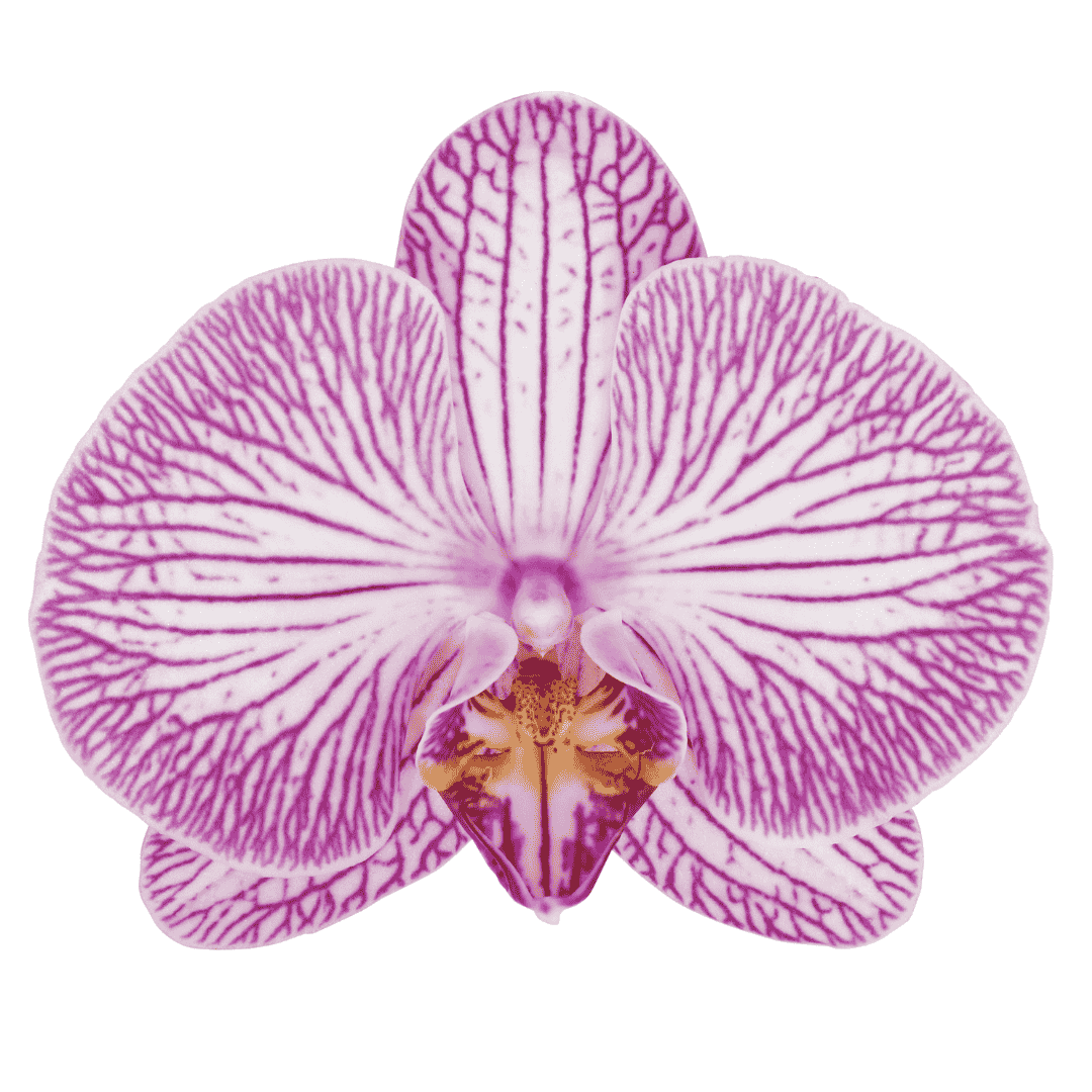 Phalaenopsis Krakow Ø12