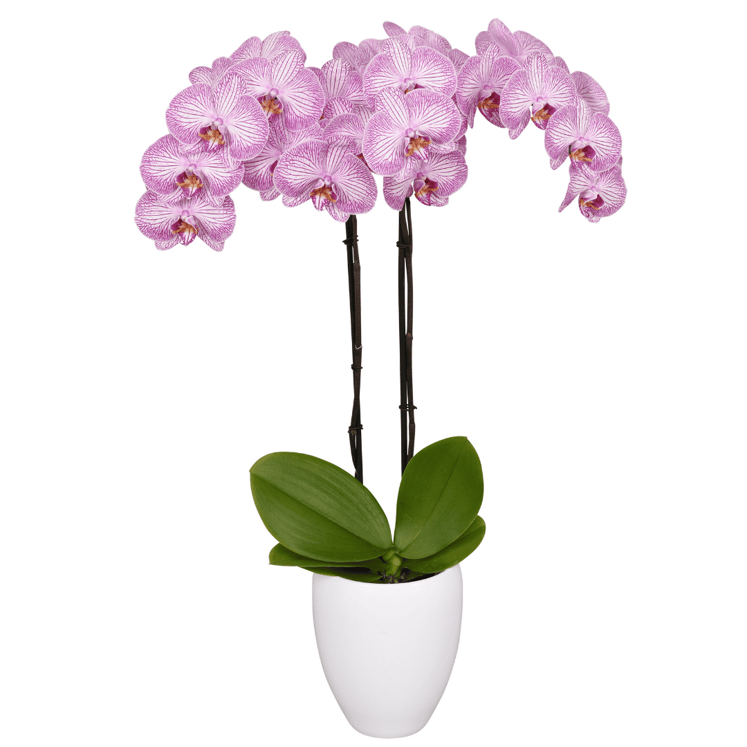 Phalaenopsis Krakow Ø12