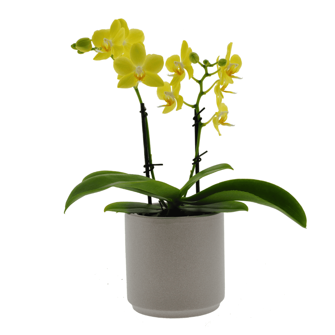 Phalaenopsis Gioia Ø9