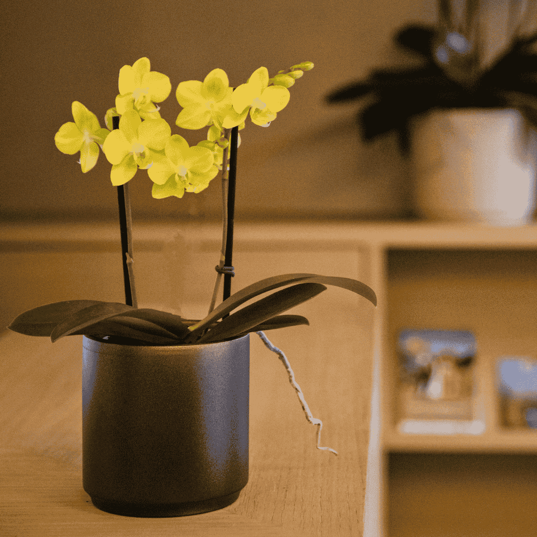 Phalaenopsis Gioia Ø9