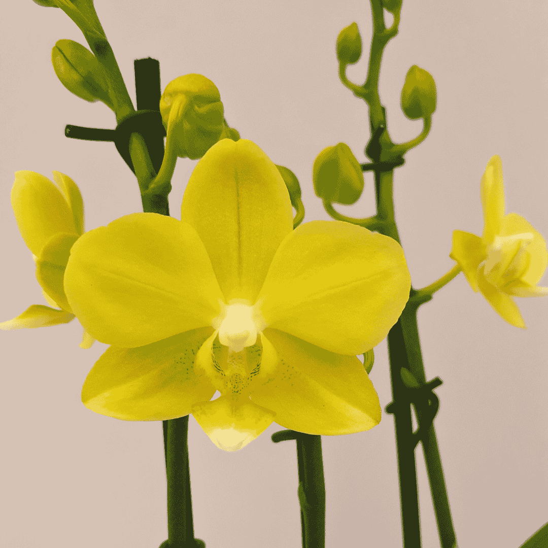 Phalaenopsis Gioia Ø9