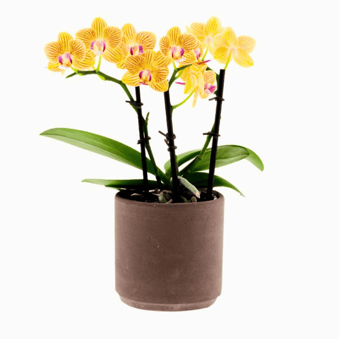 Phalaenopsis Giulia Ø9