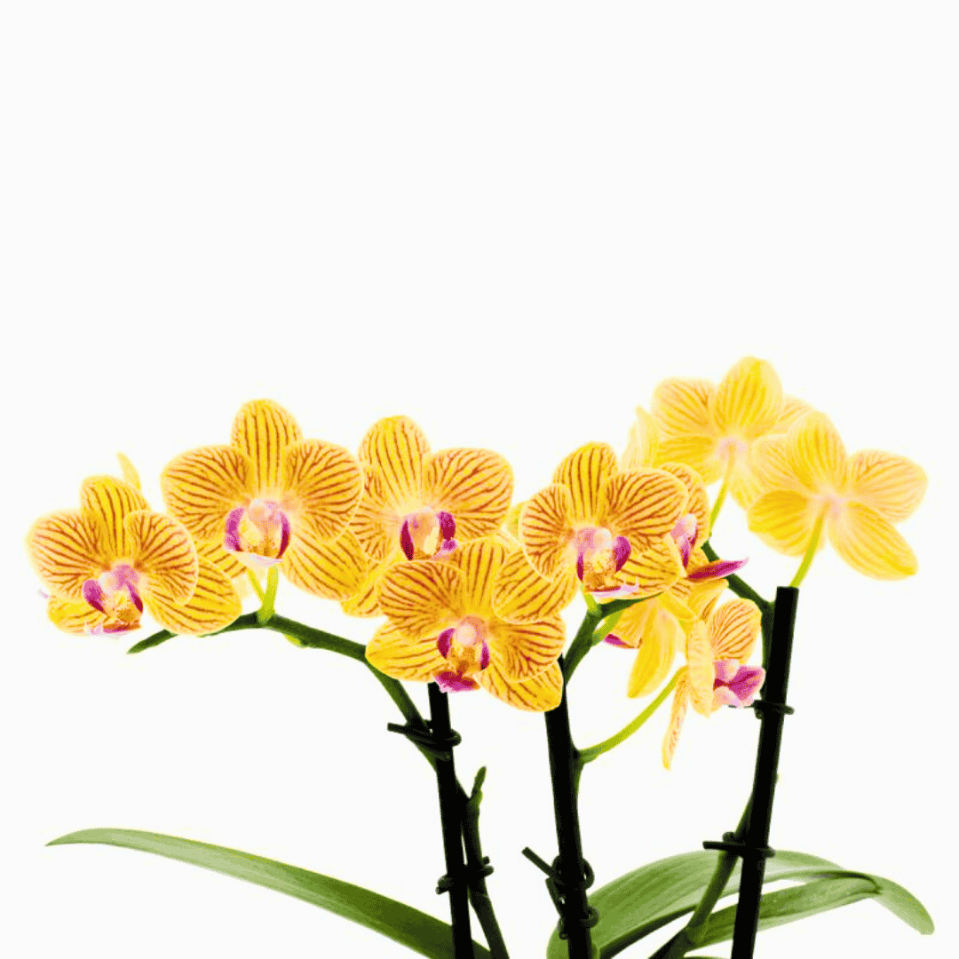 Phalaenopsis Giulia Ø9