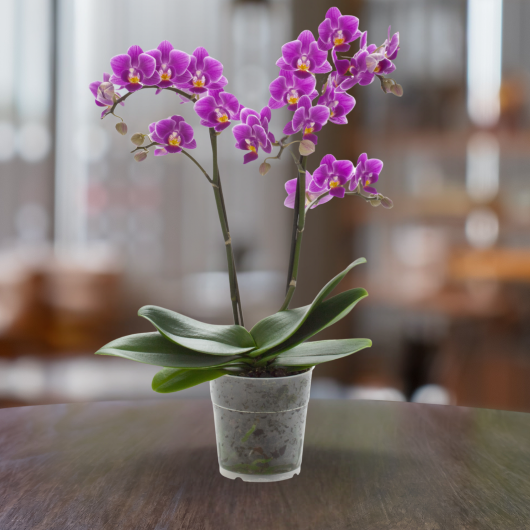 Phalaenopsis Mazzo di Fiori Ø14