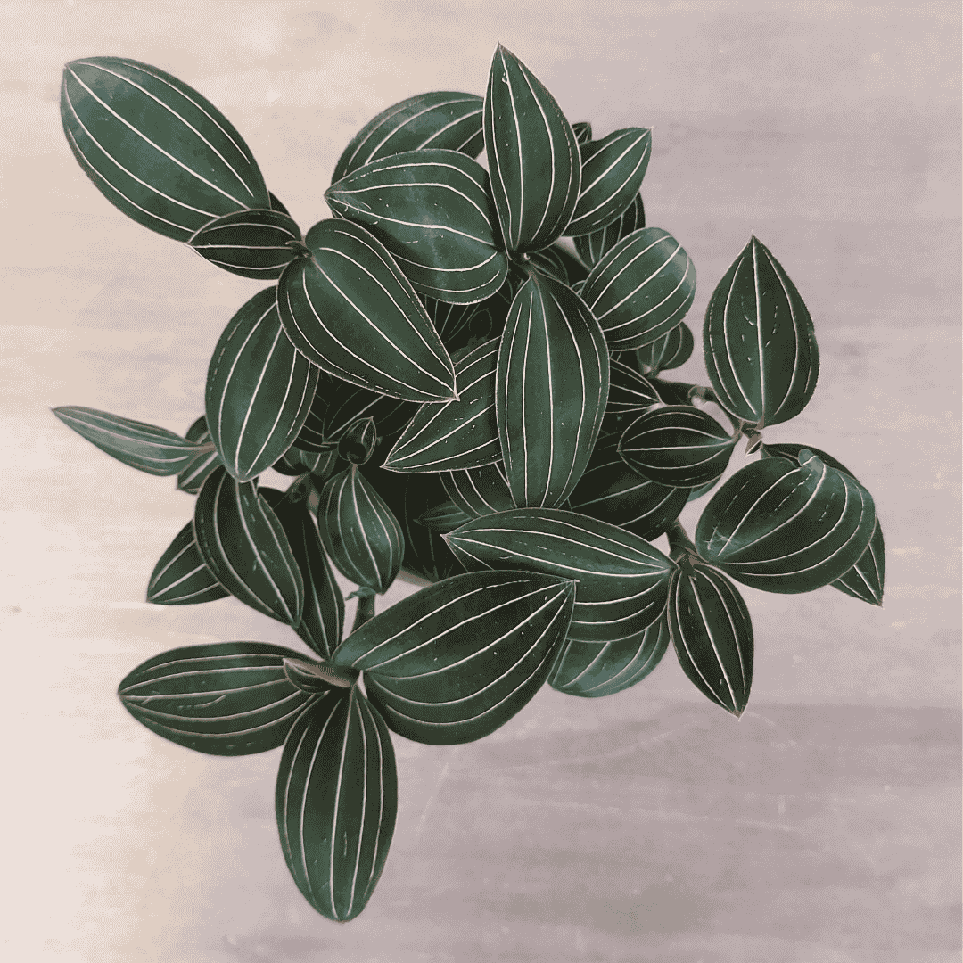 Ludisia Discolor