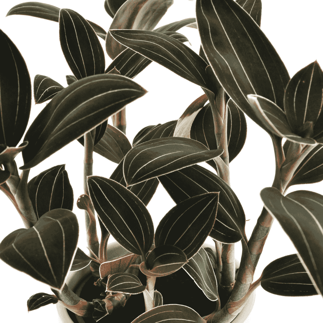 Ludisia Discolor