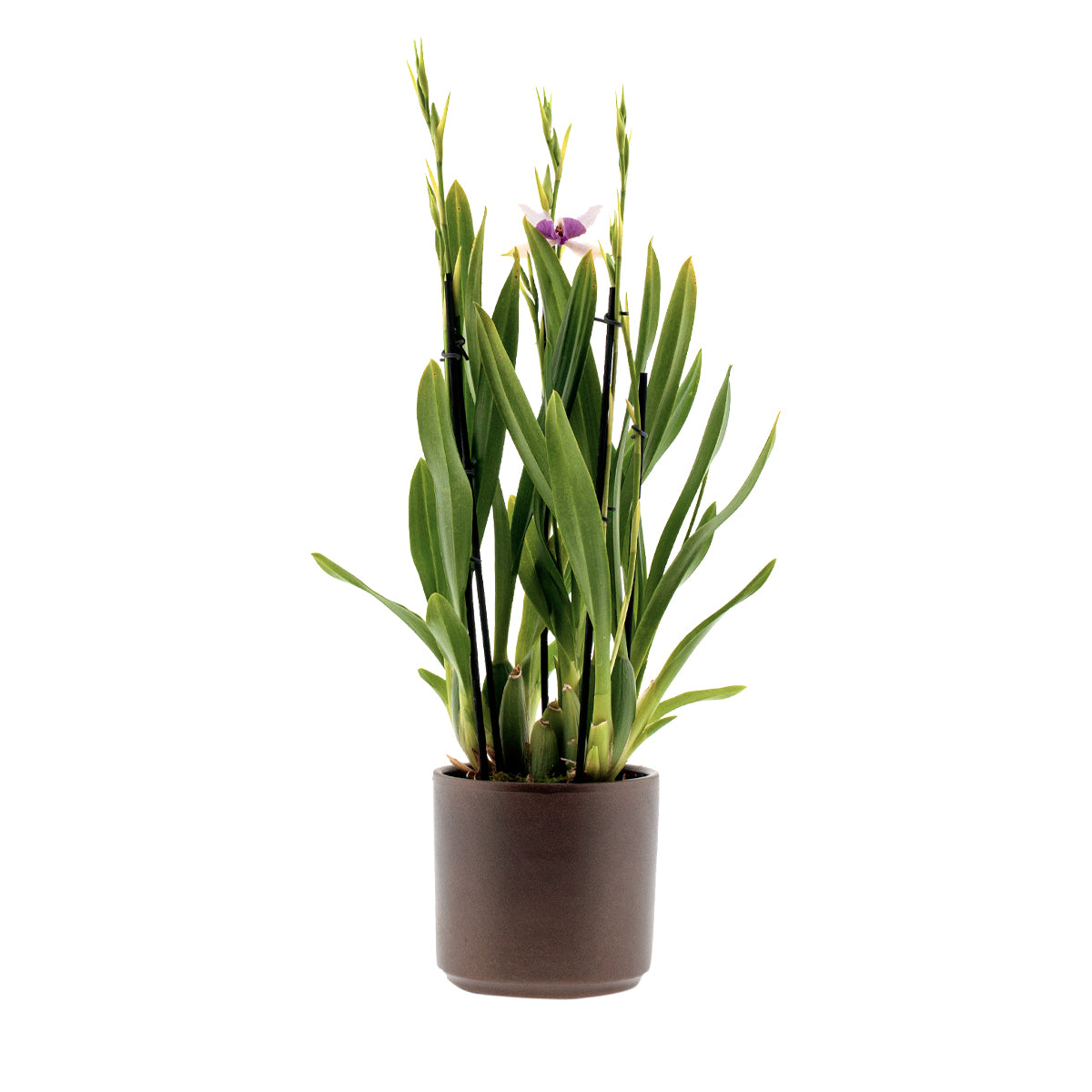 Miltonia Evelin