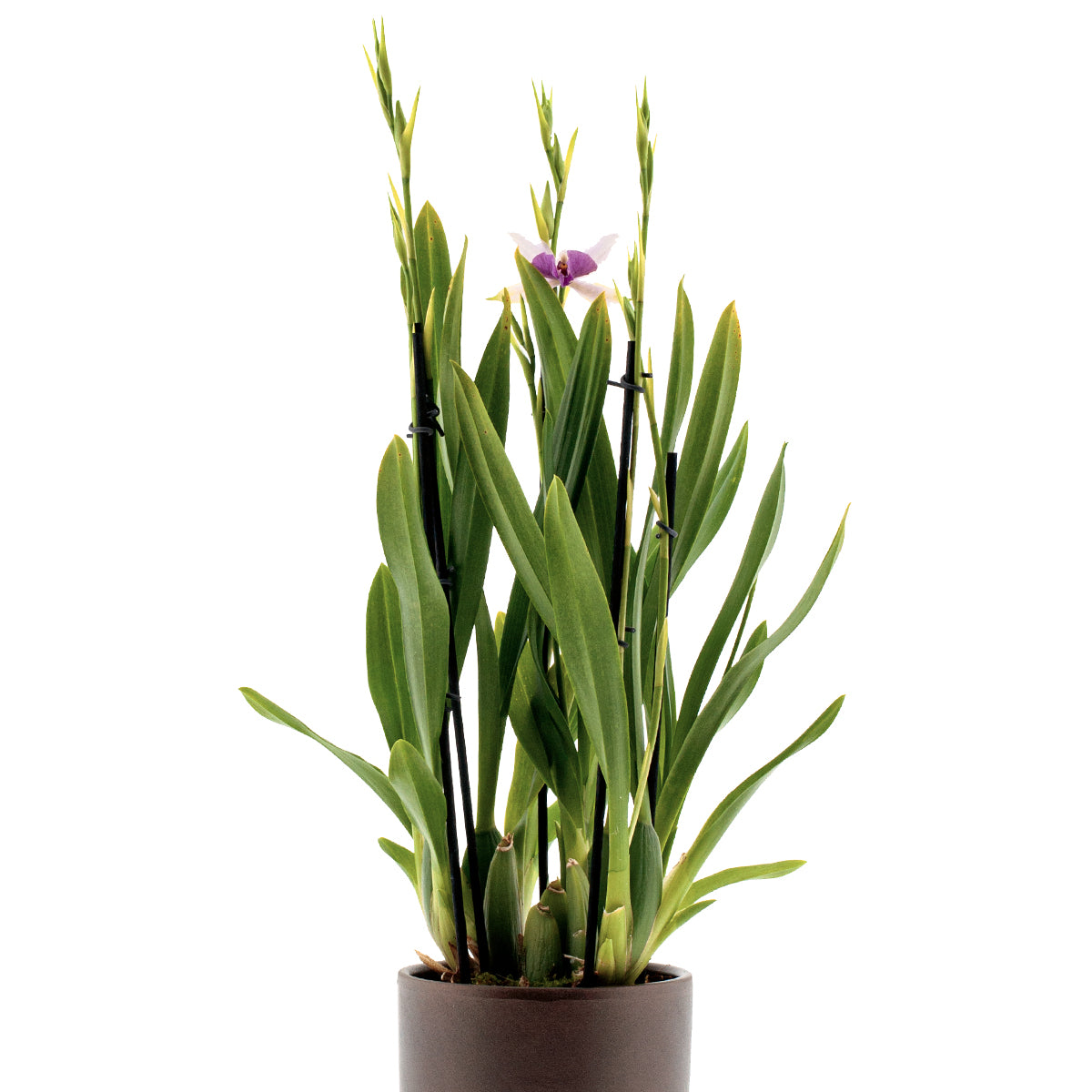 Miltonia Evelin
