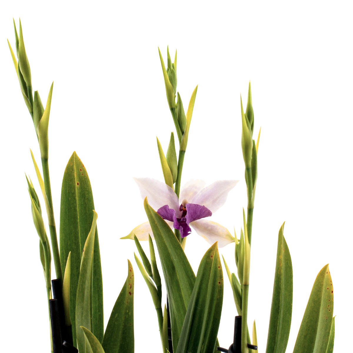 Miltonia Evelin