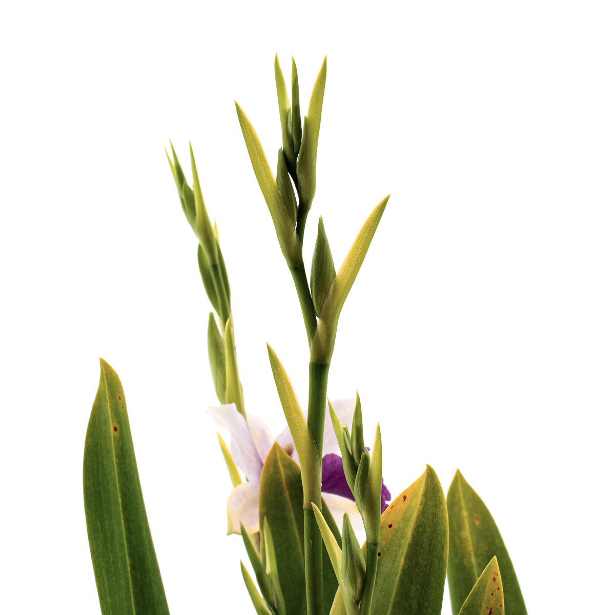 Miltonia Evelin