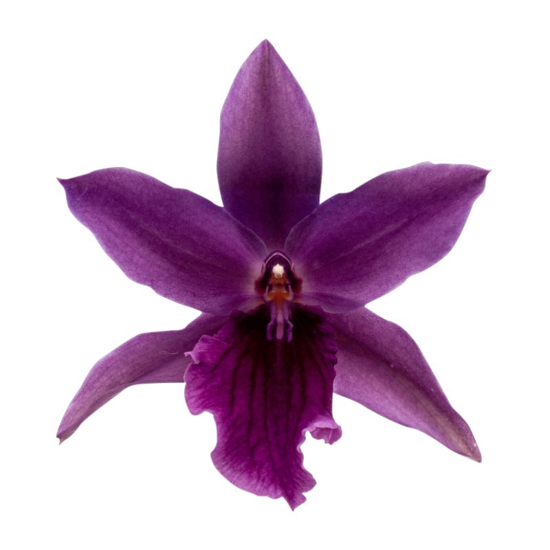 Miltonia Honolulu