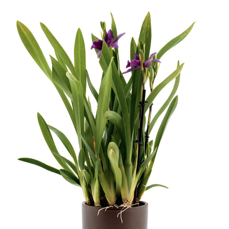 Miltonia Honolulu