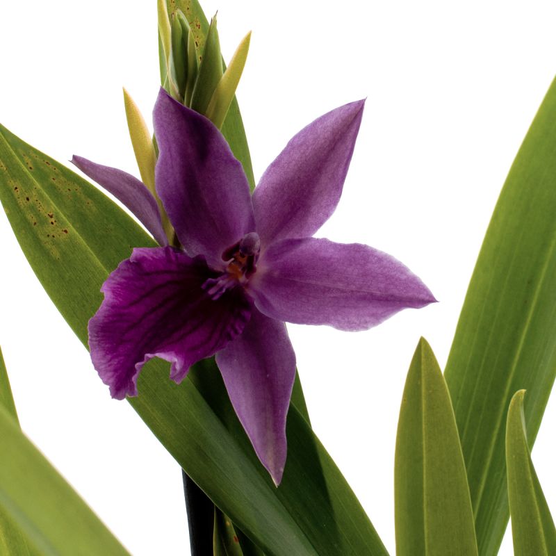 Miltonia Honolulu