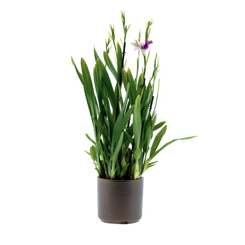 Miltonia Sofie