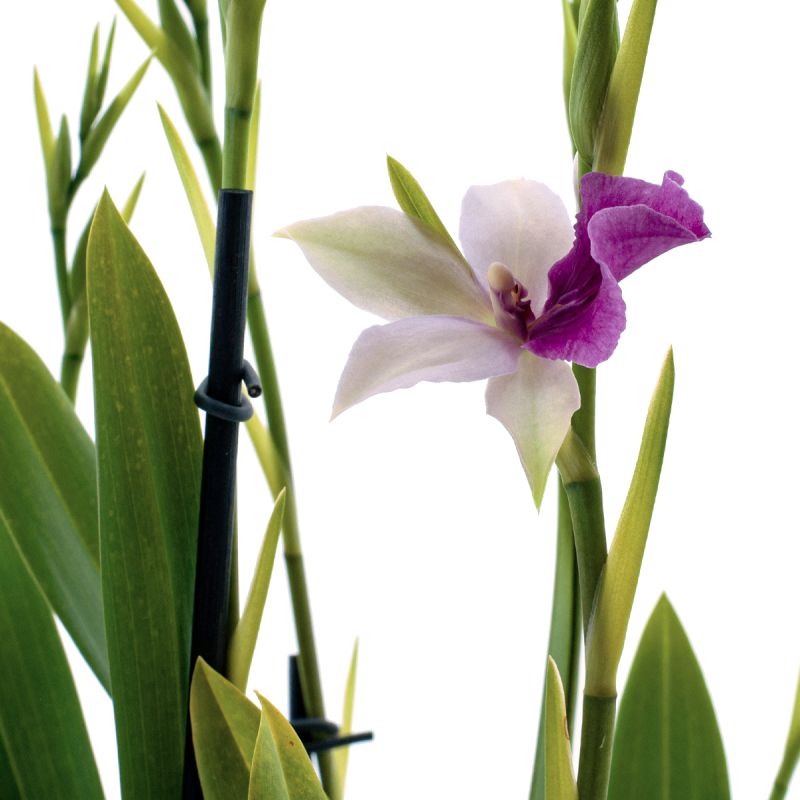 Miltonia Sofie