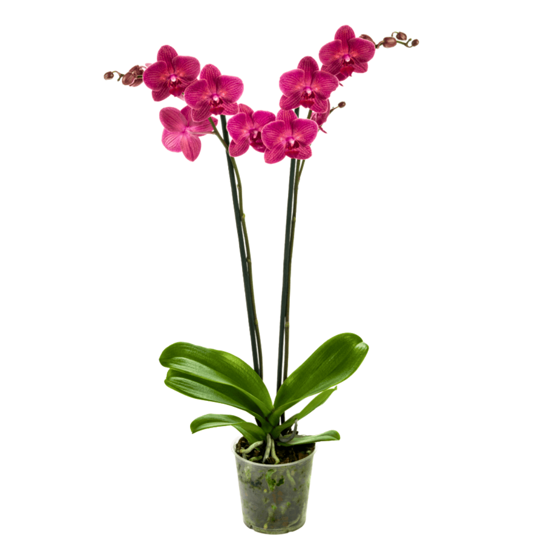 Phalaenopsis Mai Tai Ø12