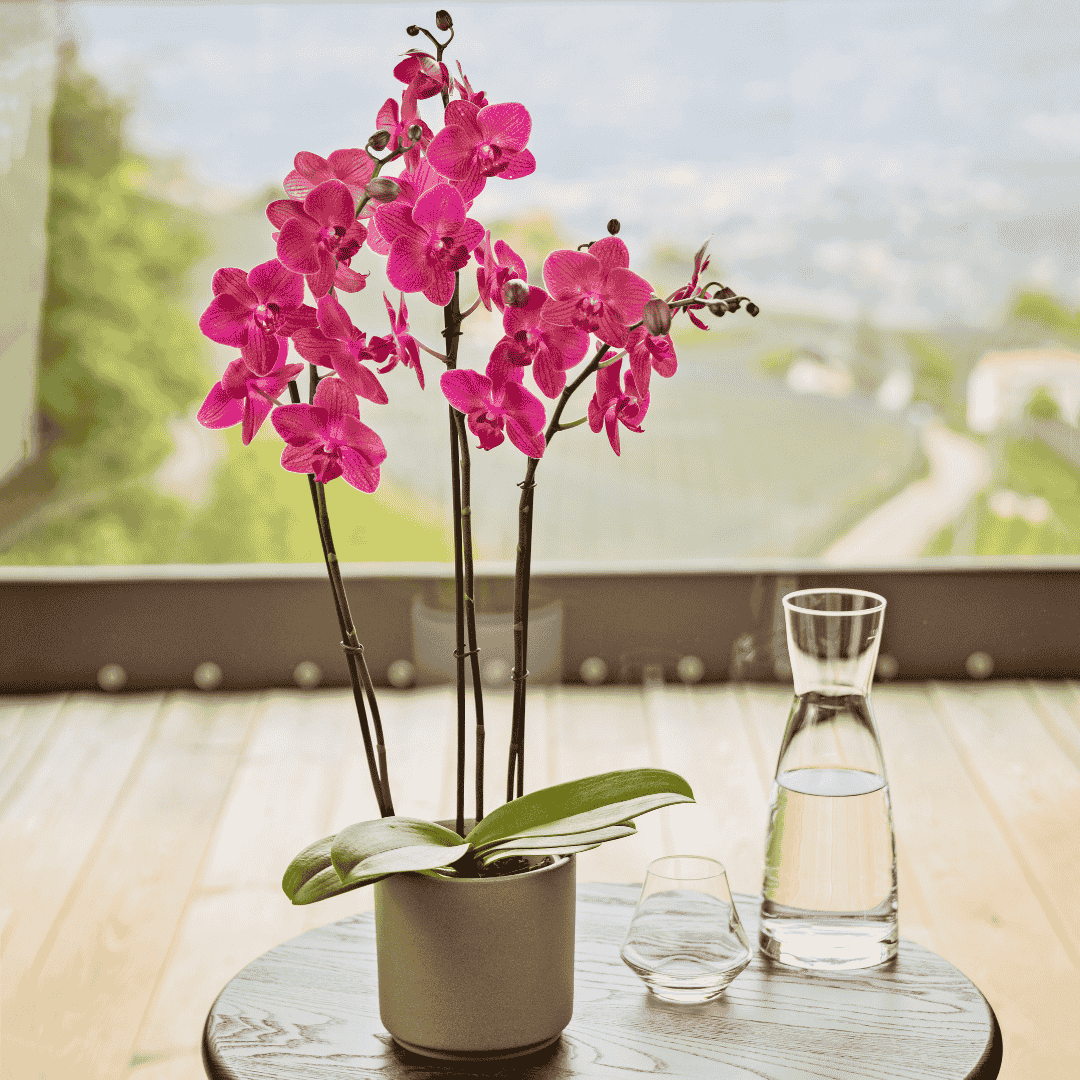 Phalaenopsis Mai Tai Ø12