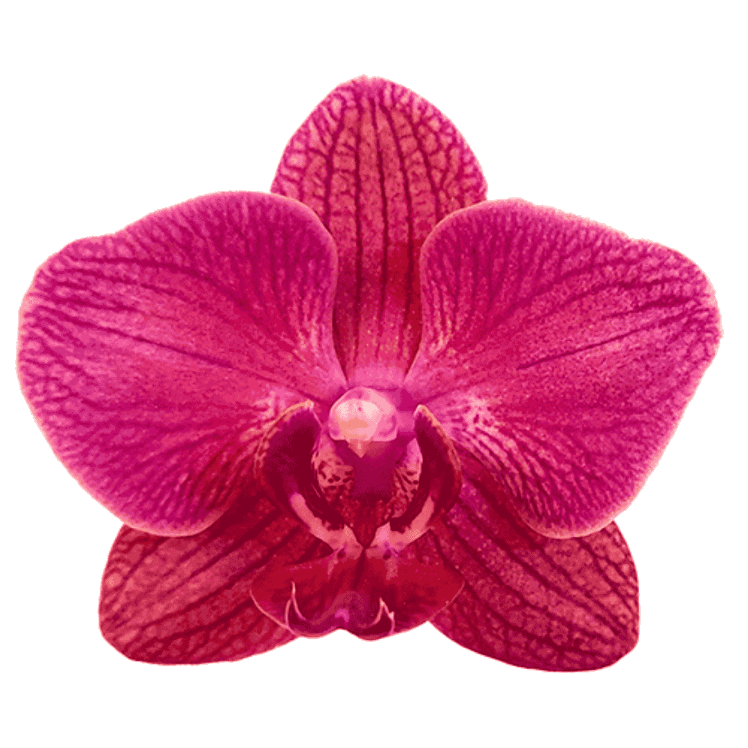 Phalaenopsis Mai Tai Ø12