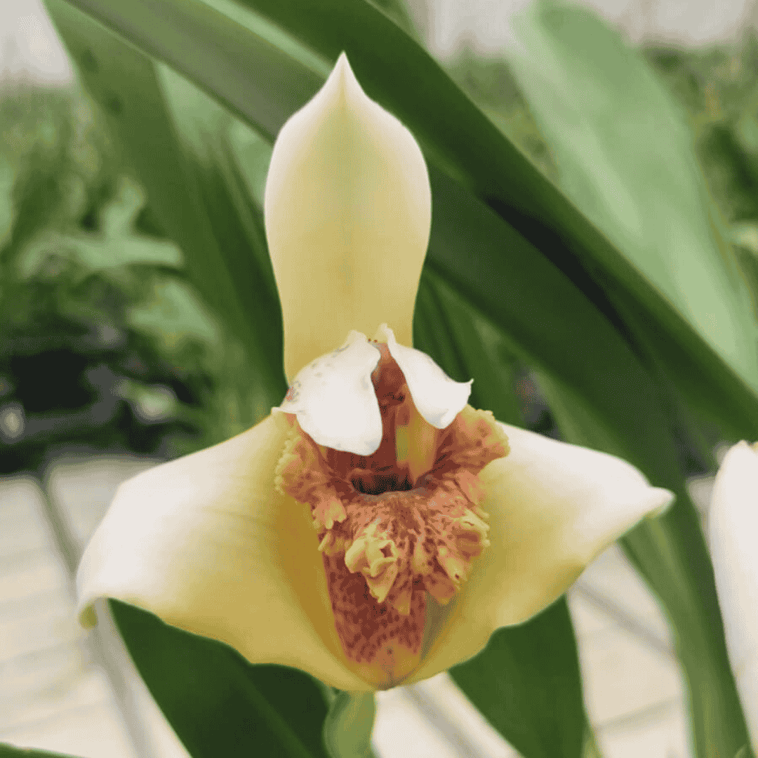 Maxillaria Fletcheriana