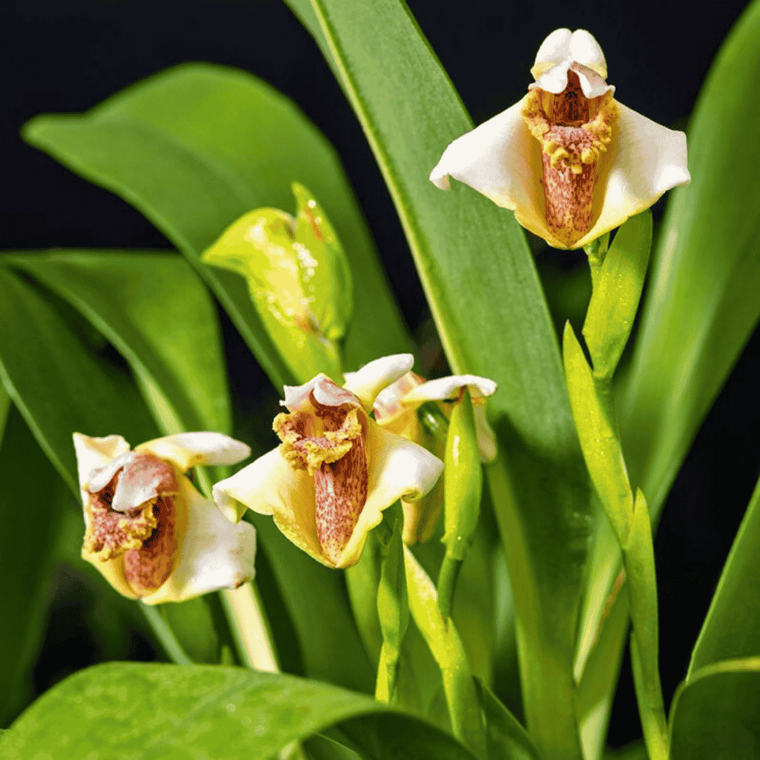 Maxillaria Fletcheriana
