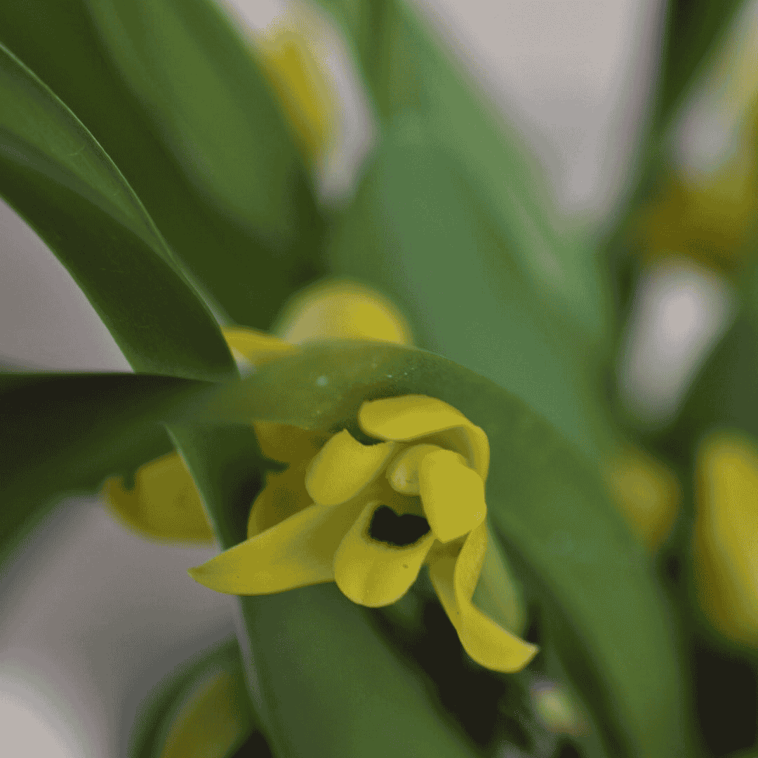 Maxillaria Variabilis