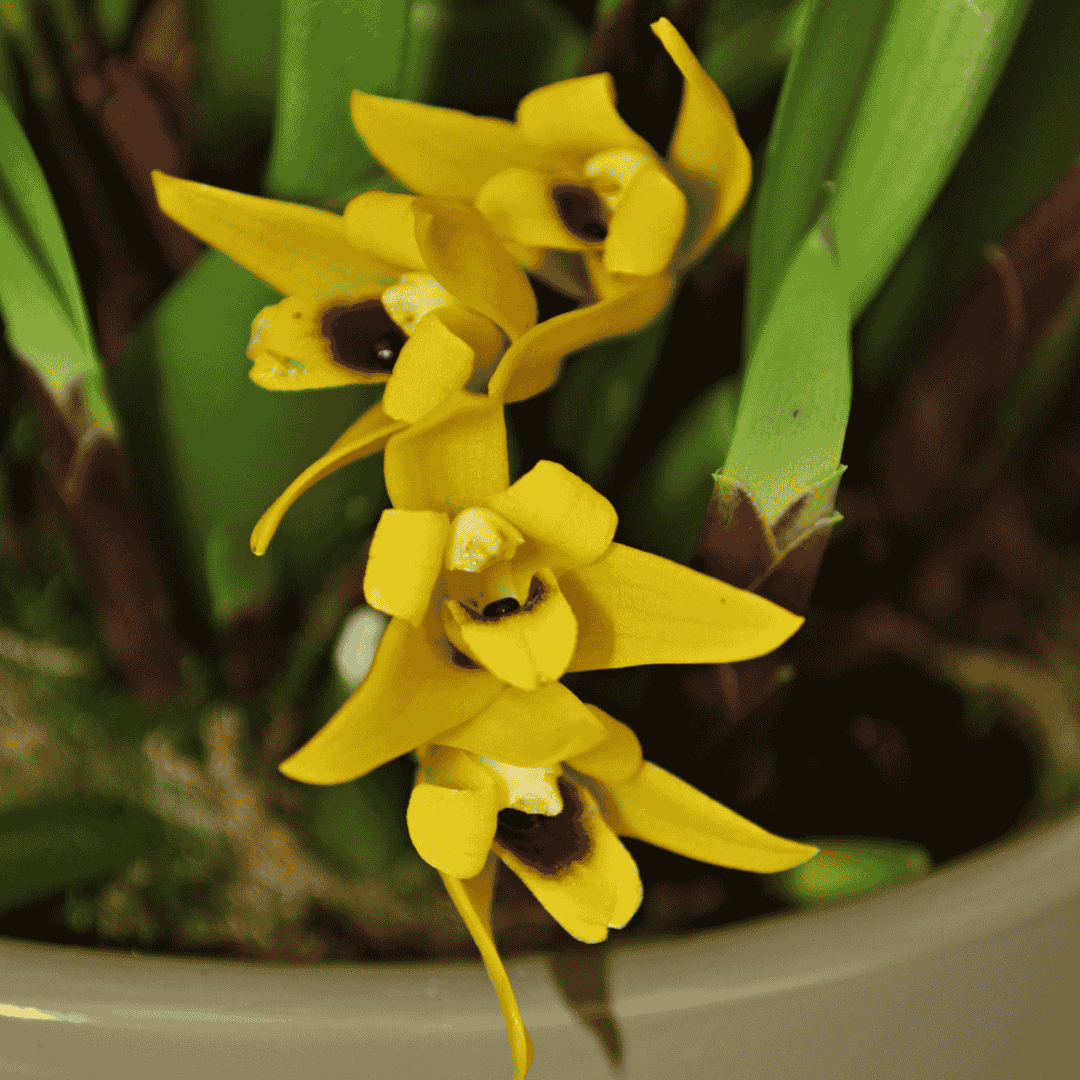 Maxillaria Variabilis