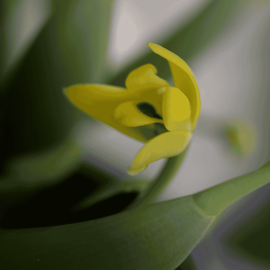 Maxillaria Variabilis