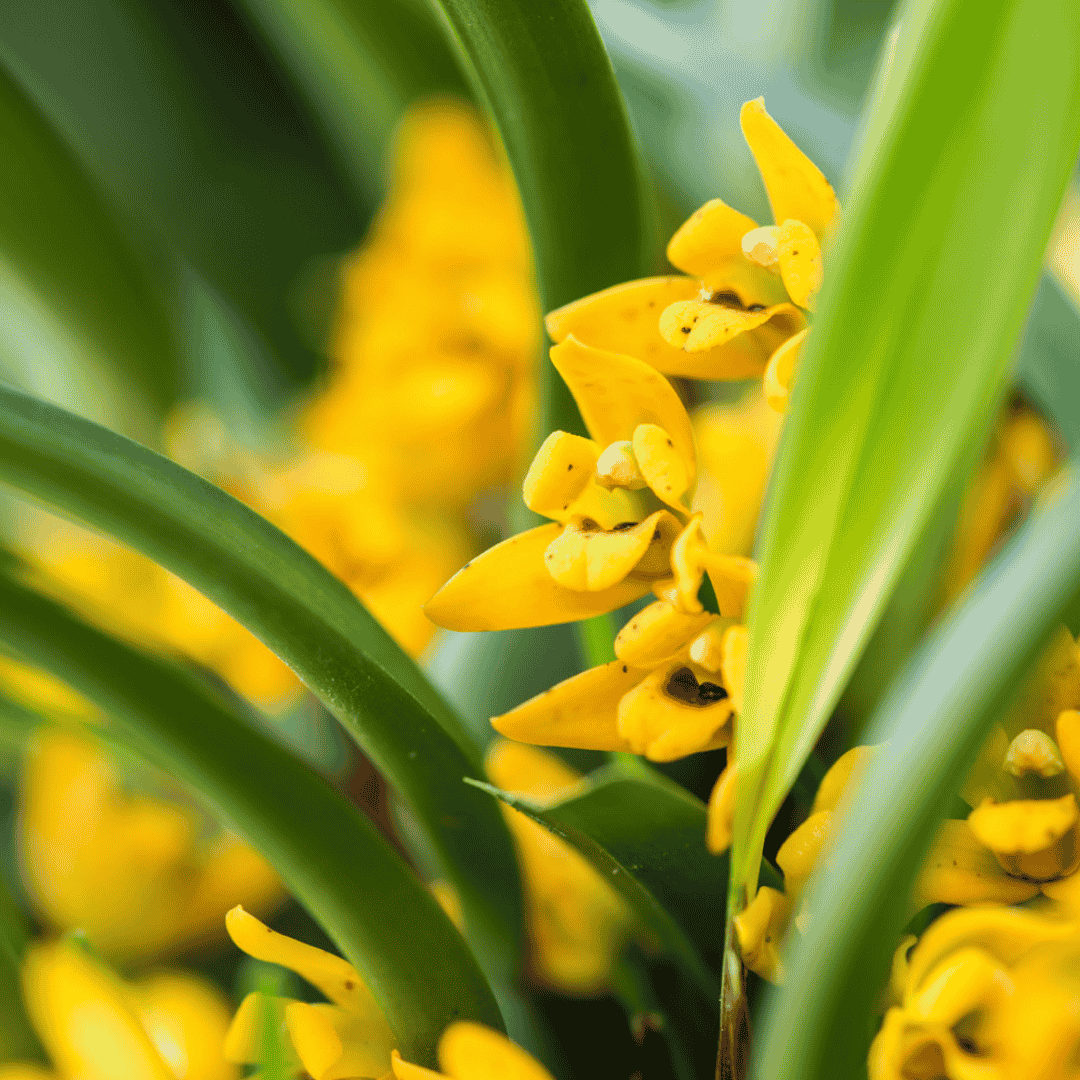 Maxillaria Variabilis